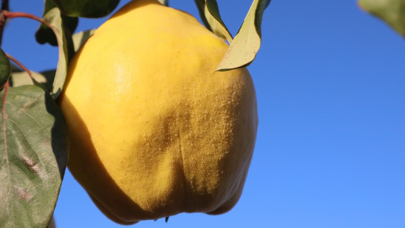 Желтый плод айвы на фоне голубого неба