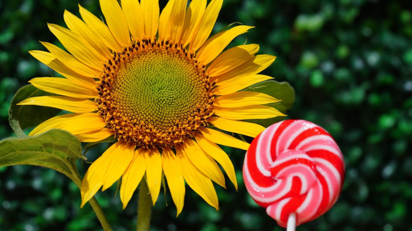 Конфета на палочке  с цветком подсолнуха