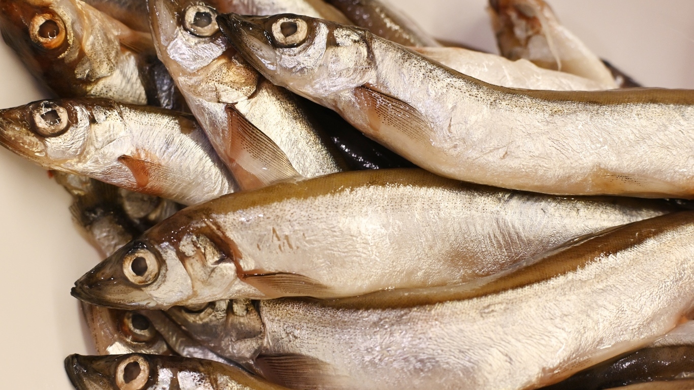 Свежая рыба мойва крупным планом