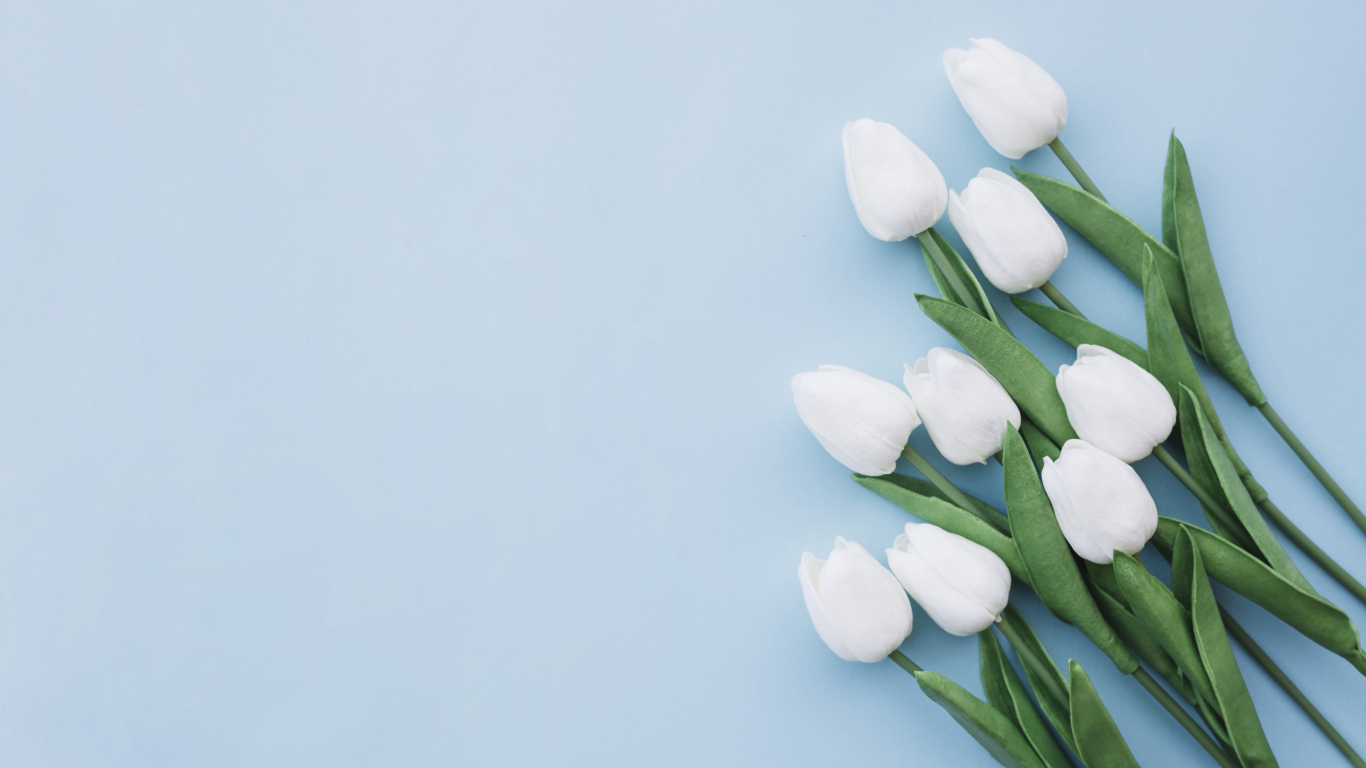 Букет белых тюльпанов шаблон поздравительной открытки на 8 марта