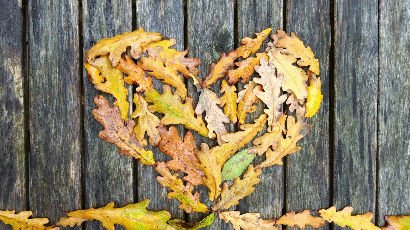 Сердце из опавших листьев дуба