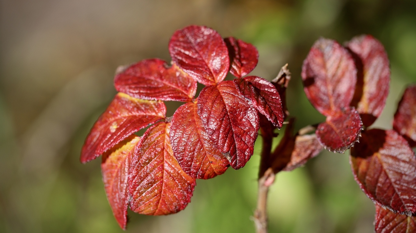 Красные листья садовой розы