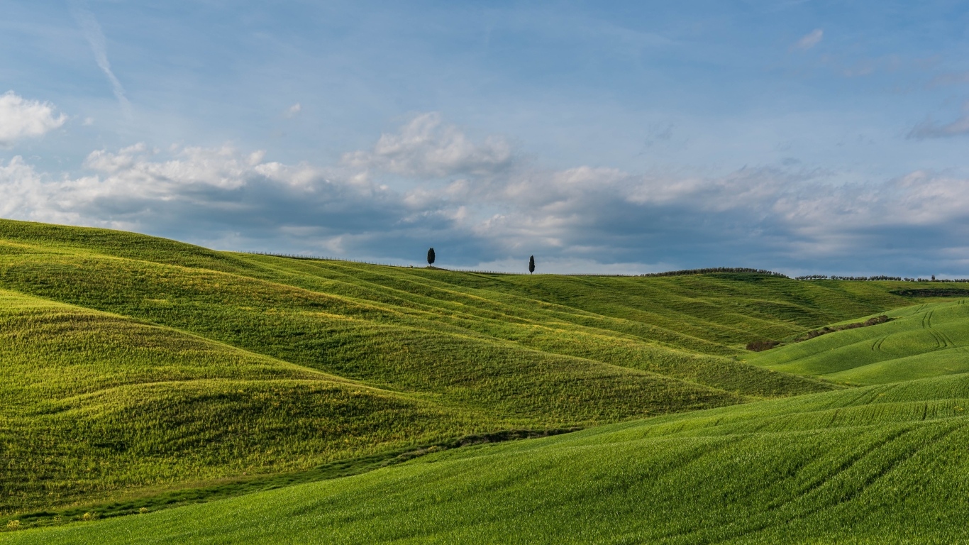 Красивые зеленые ячменные холмы летом