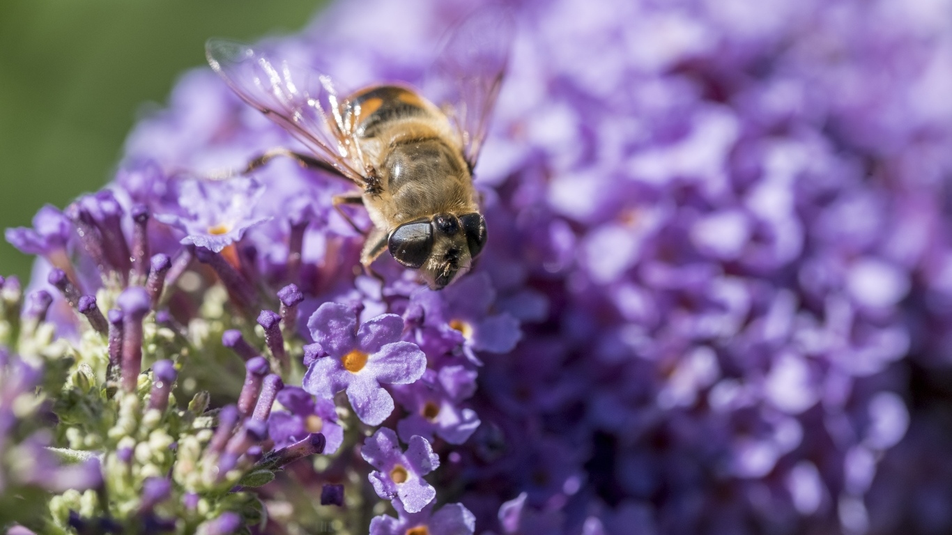 Пчела сидит на цветах сирени