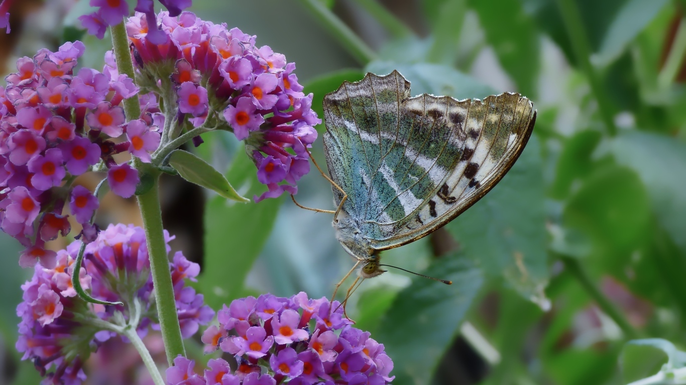 Бабочка сидит на мелких сиреневых цветах