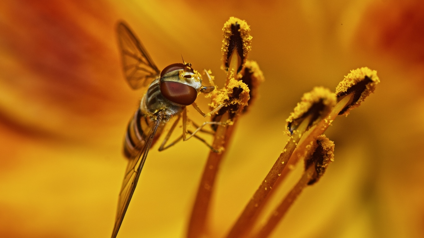 Муха сидит на цветке лилии