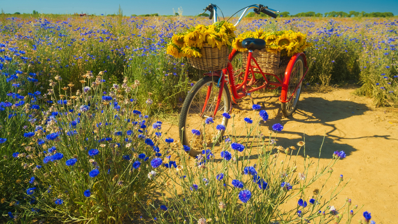 Красный велосипед стоит на поле с синими васильками