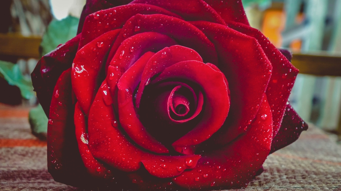 Красная роза в каплях росы лежит на полу