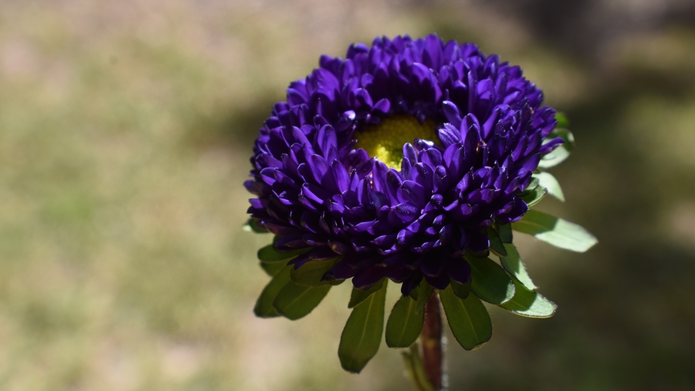 Красивая синяя астра крупным планом