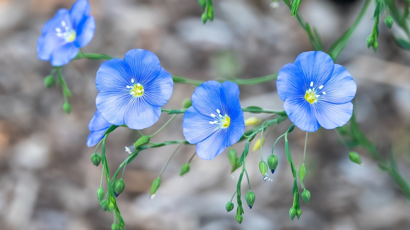Красивые синие цветы незабудки вблизи