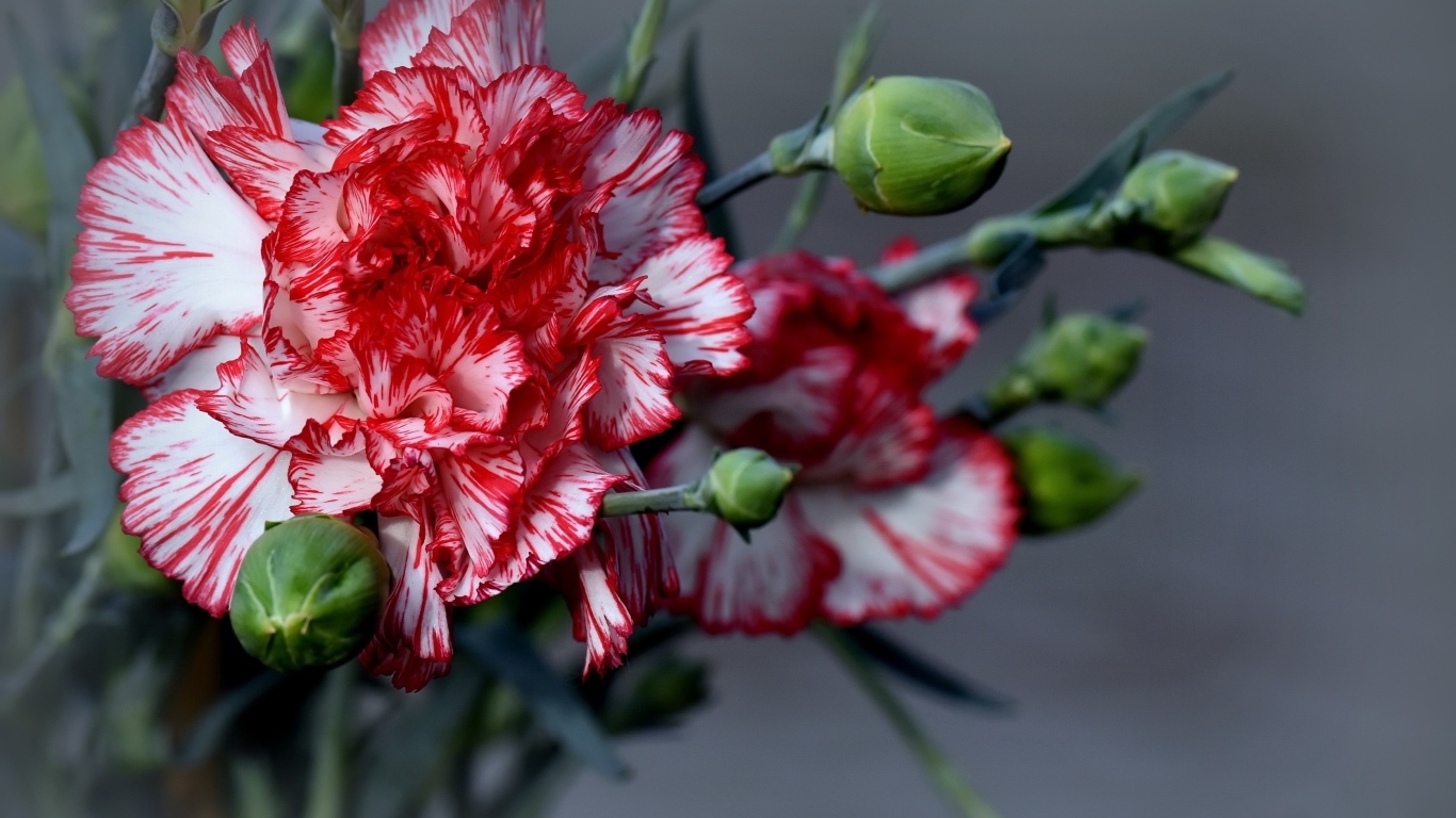 Красивые гвоздики с бутонами на сером фоне