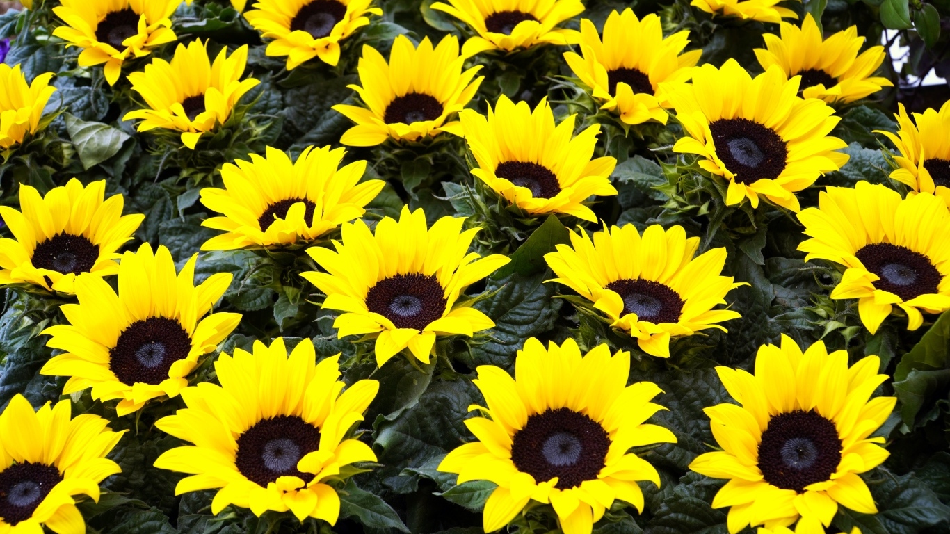 Красивые декоративные цветы подсолнухи