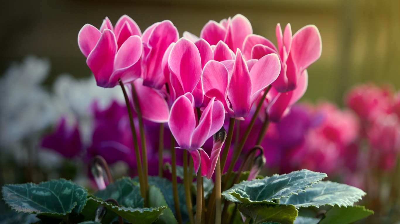 Красивые нежные розовые цветы цикламен