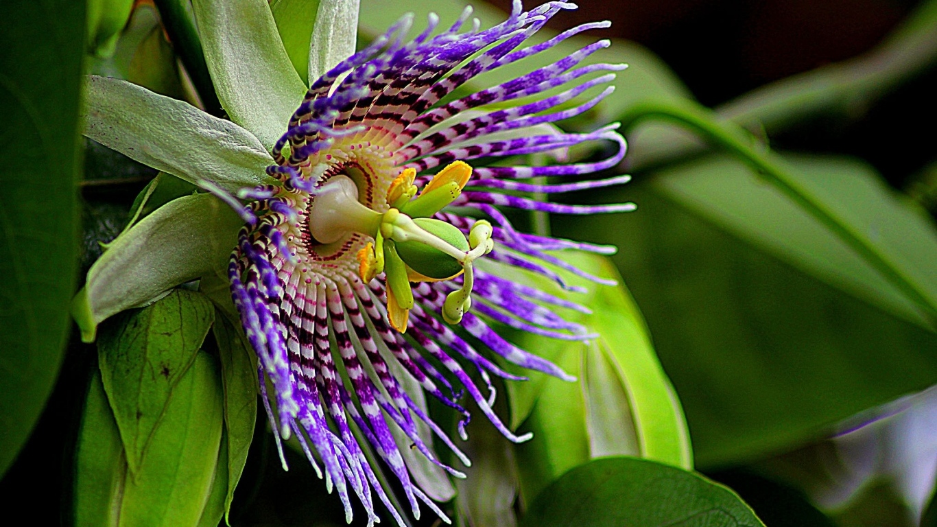 Красивый экзотический цветок маракуйи