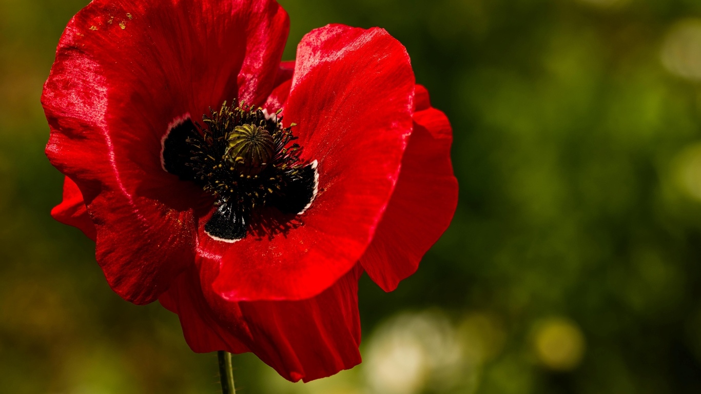 Красивый крупный цветок красного мака