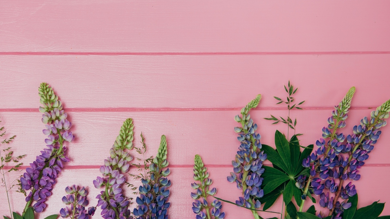 Красивые цветы люпина на розовом фоне