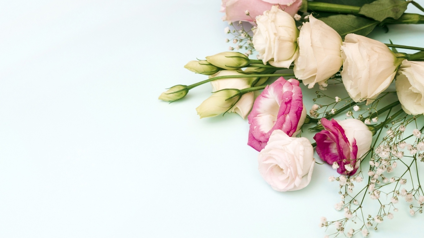 Красивые разноцветные цветы эустомы на белом фоне