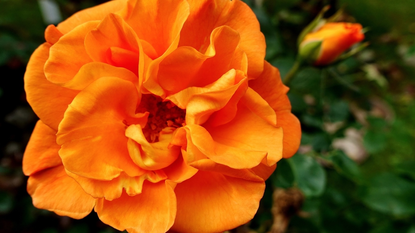 Красивая роза апельсинового цвета