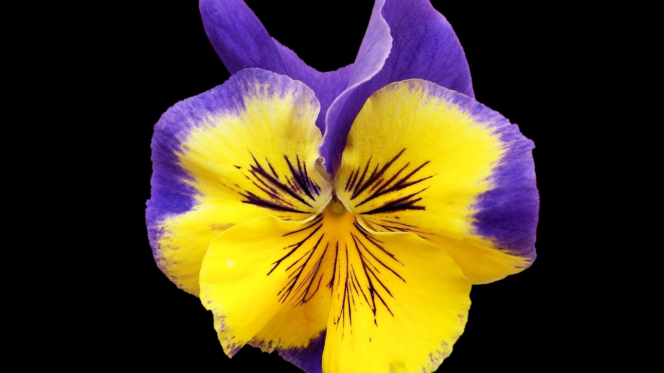 Красивый цветок анютины глазки на черном фоне