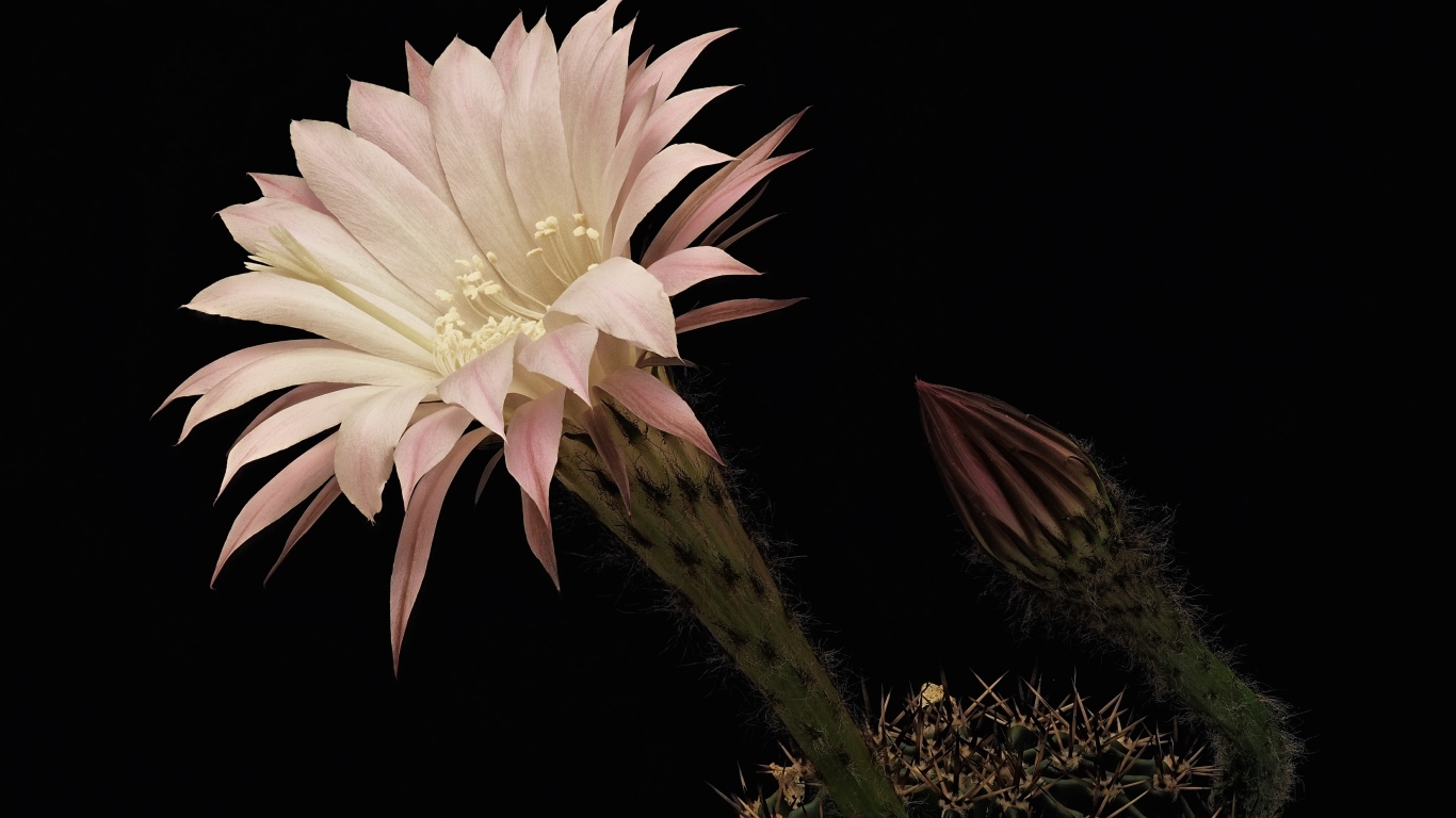 Красивый розовый цветок кактуса на черном фоне