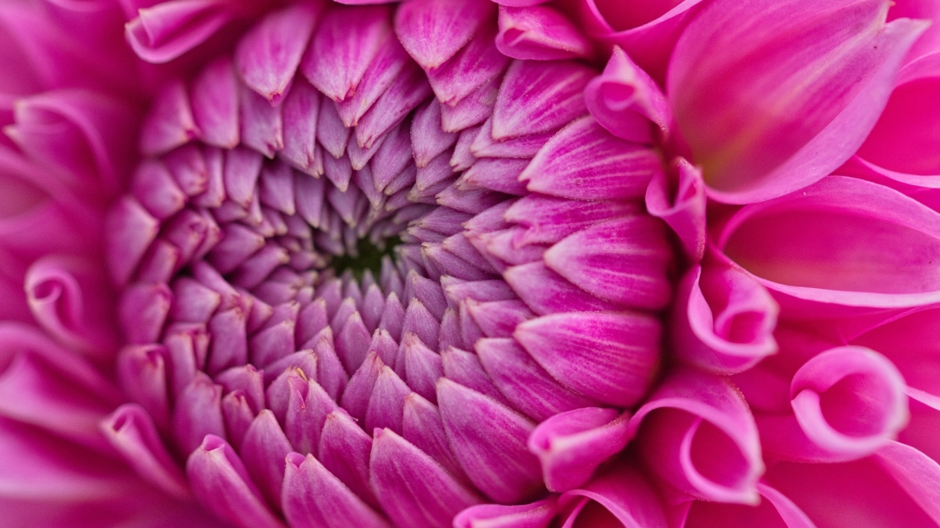 Красивый розовый цветок георгина крупным планом