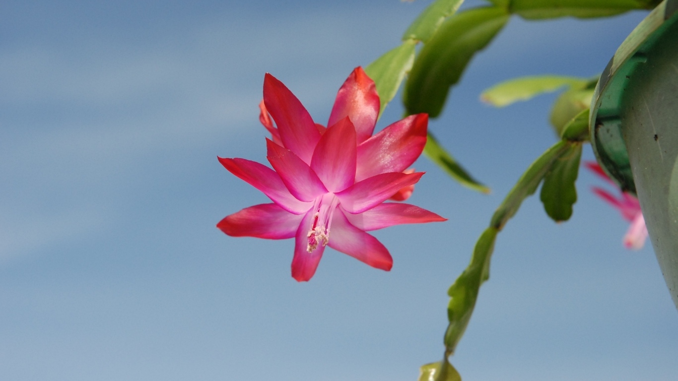 Красивый розовый цветок декабрист