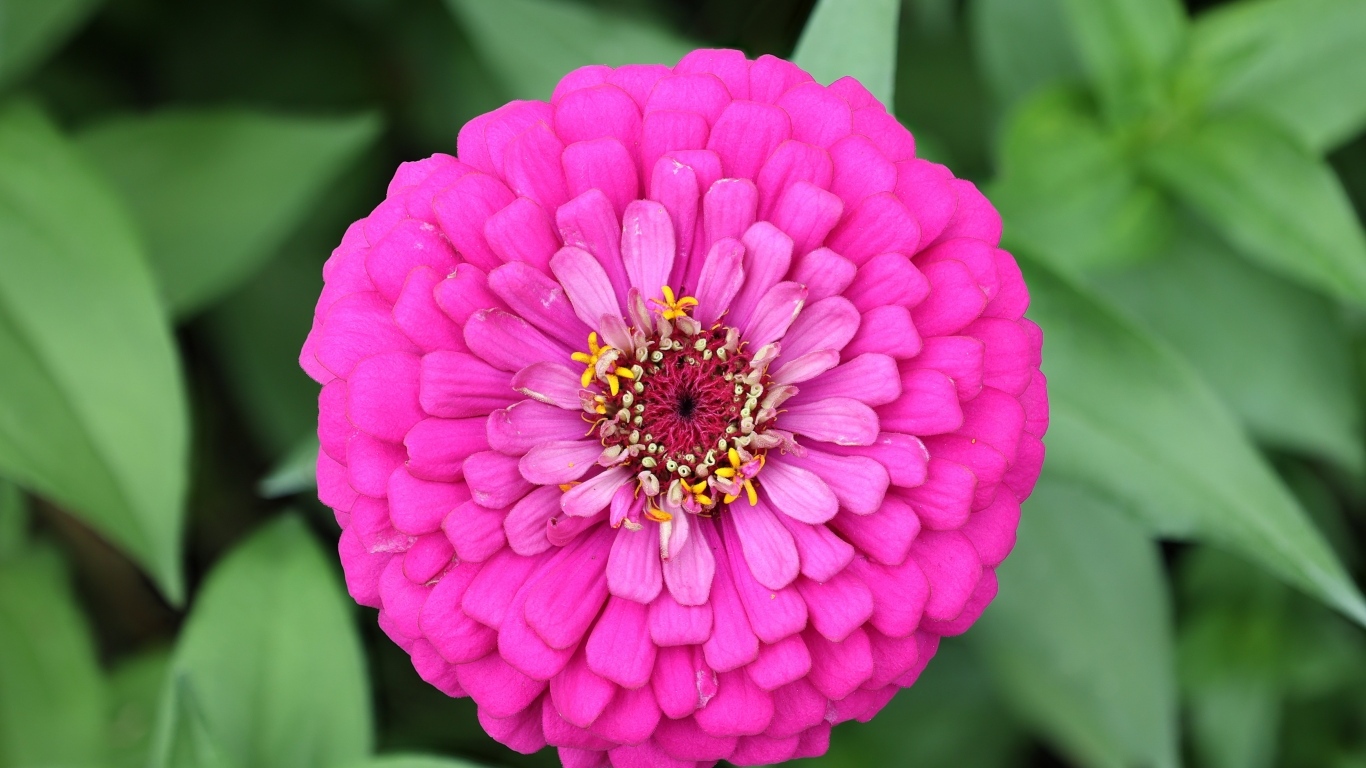 Красивый розовый пышный цветок цинния