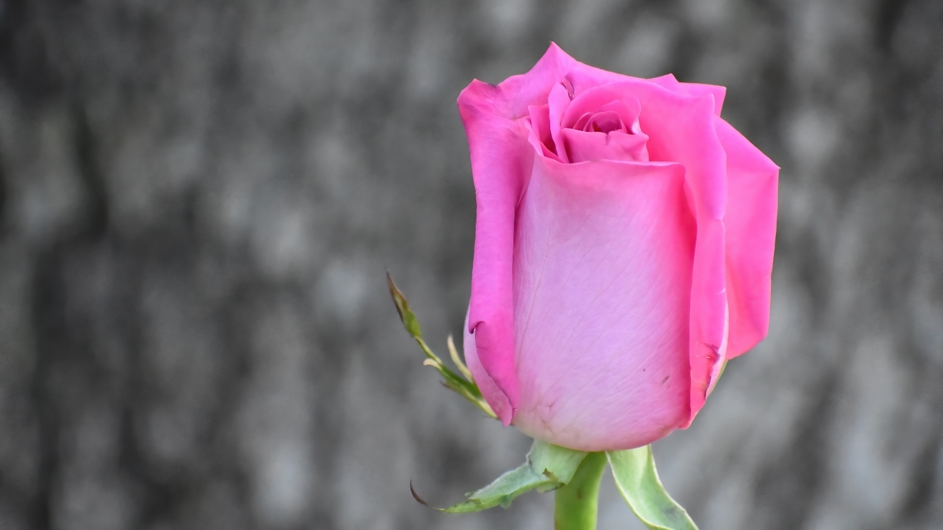 Красивая розовая роза на сером фоне