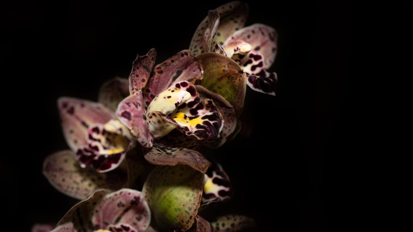 Красивая розовая пятнистая орхидея на черном фоне