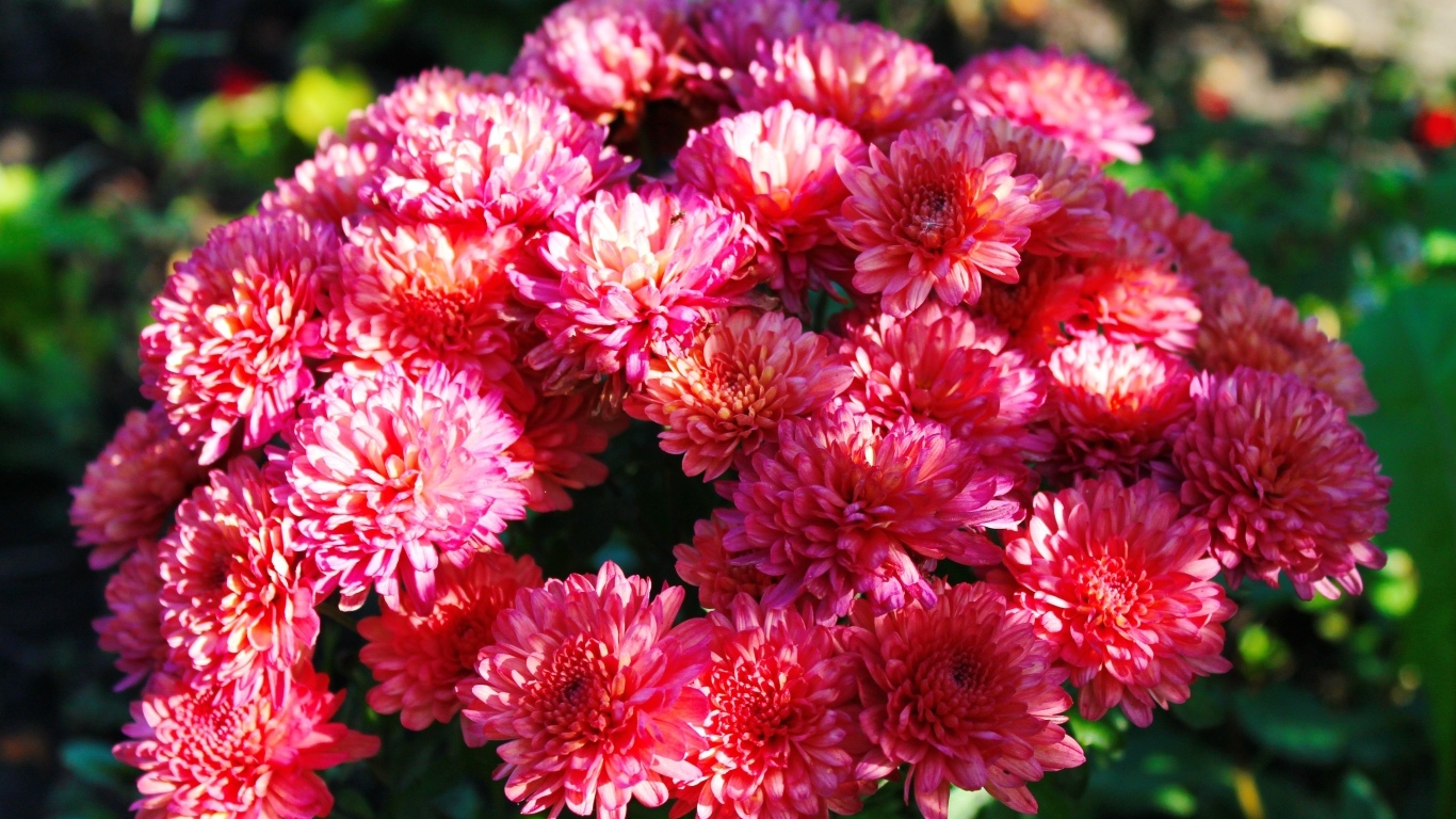 Красивые розовые кустовые хризантемы на клумбе