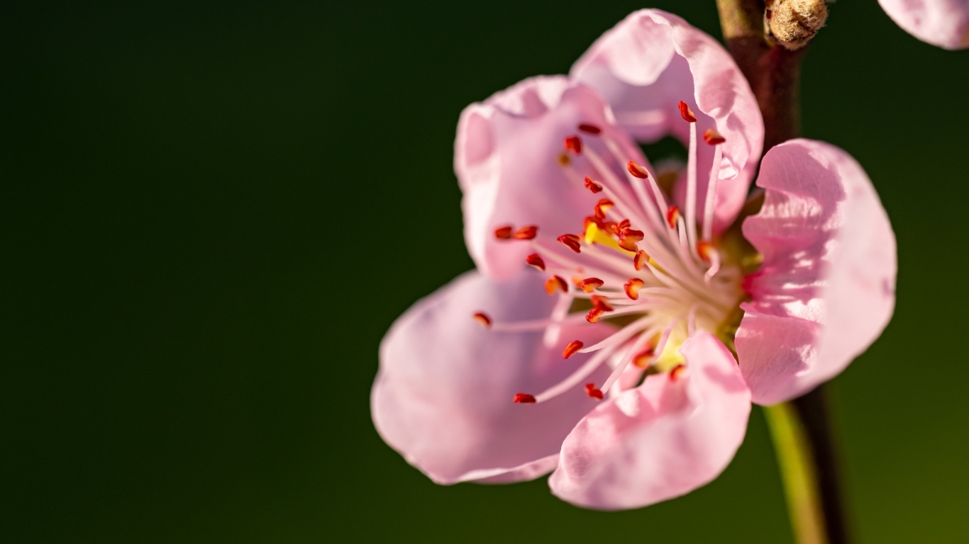 Красивый розовый весенний цветок на ветке в лучах света
