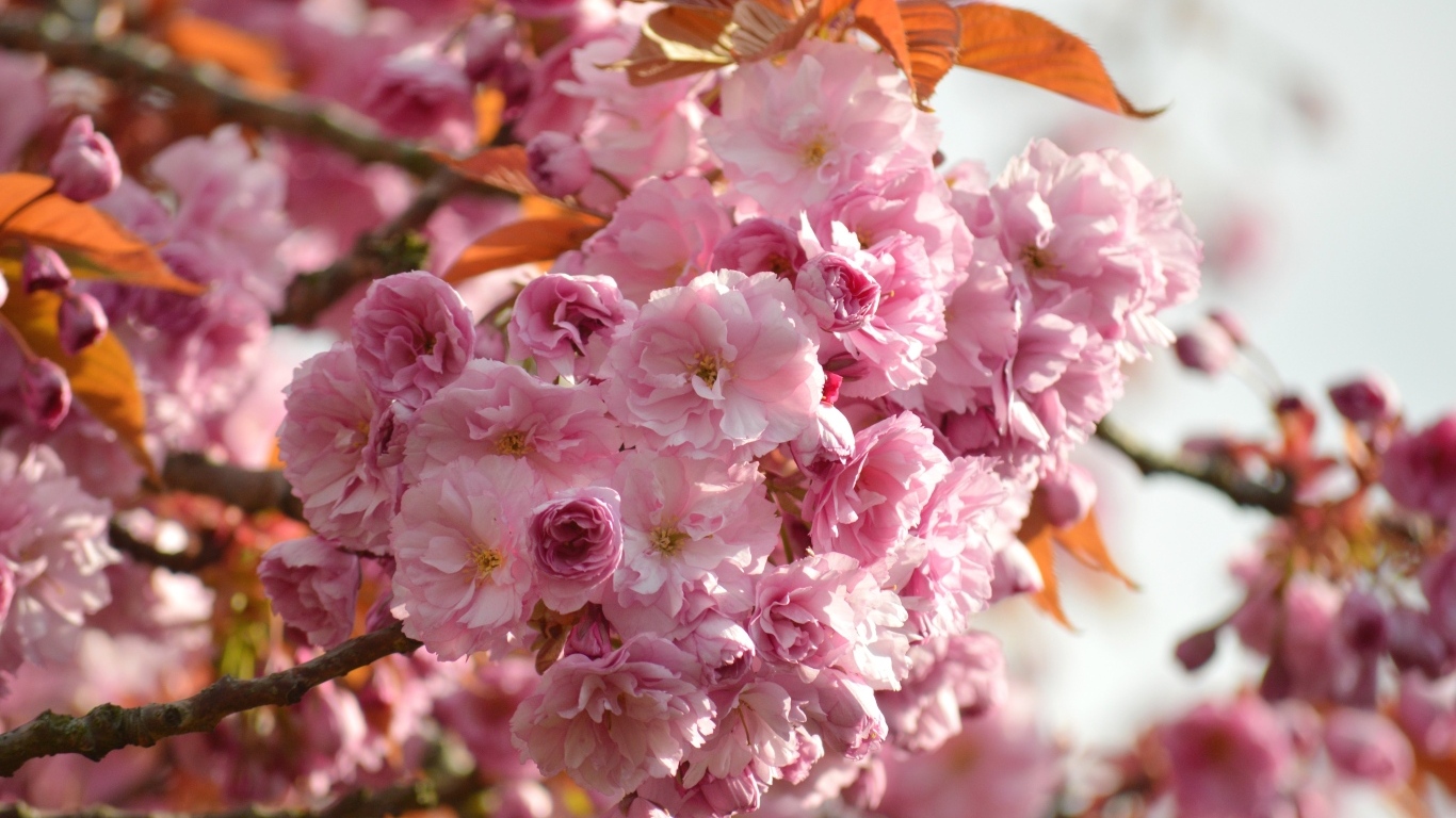 Красивые розовые весенние цветы луизеания