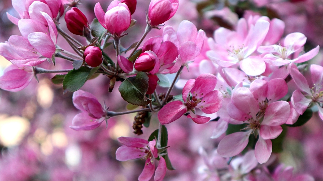 Красивые розовые  цветы дикой яблони 