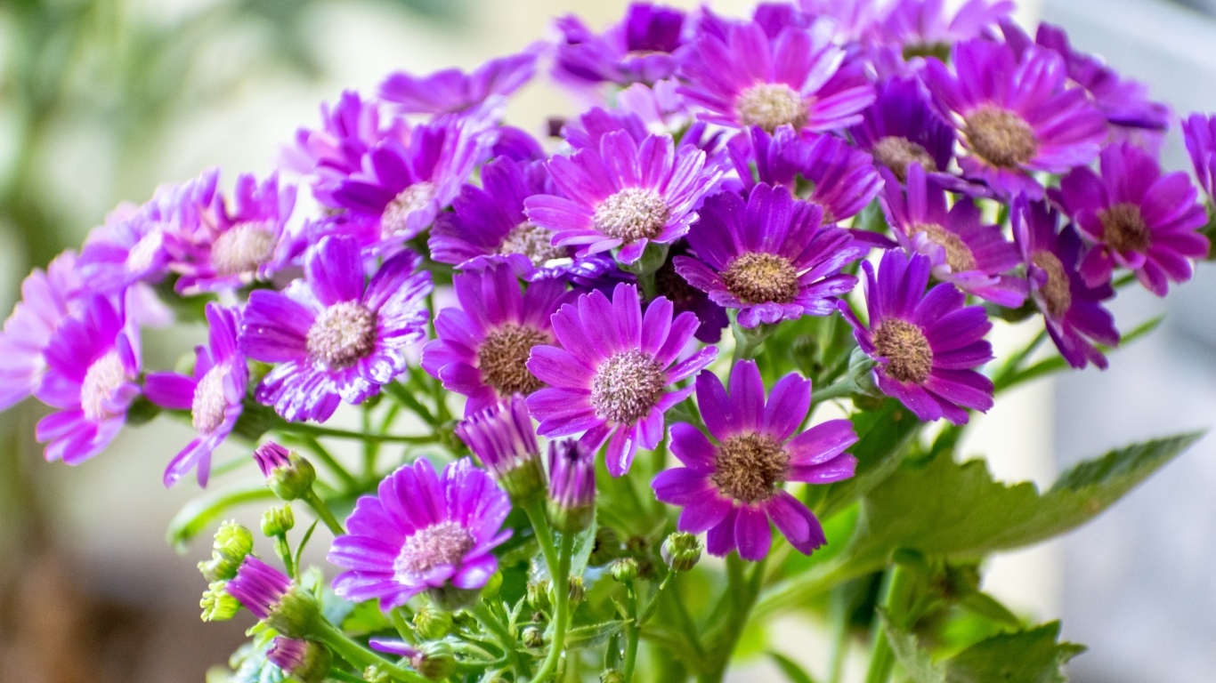 Красивые фиолетовые осенние цветы