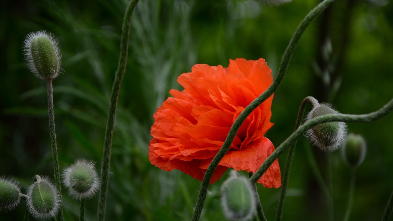 Красивый красный мак с бутонами крупным планом