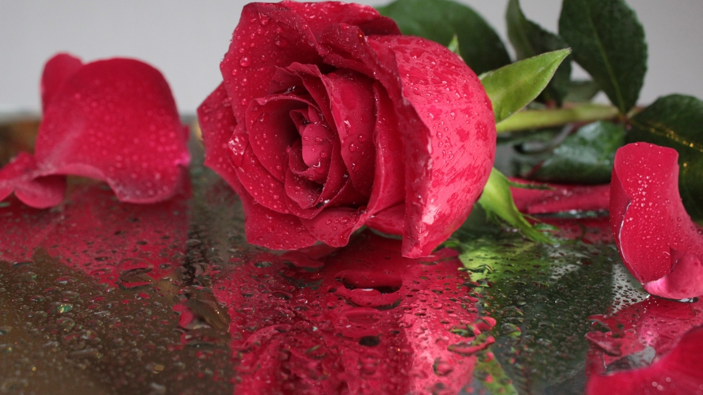 Красивый красный цветок розы на мокрой поверхности