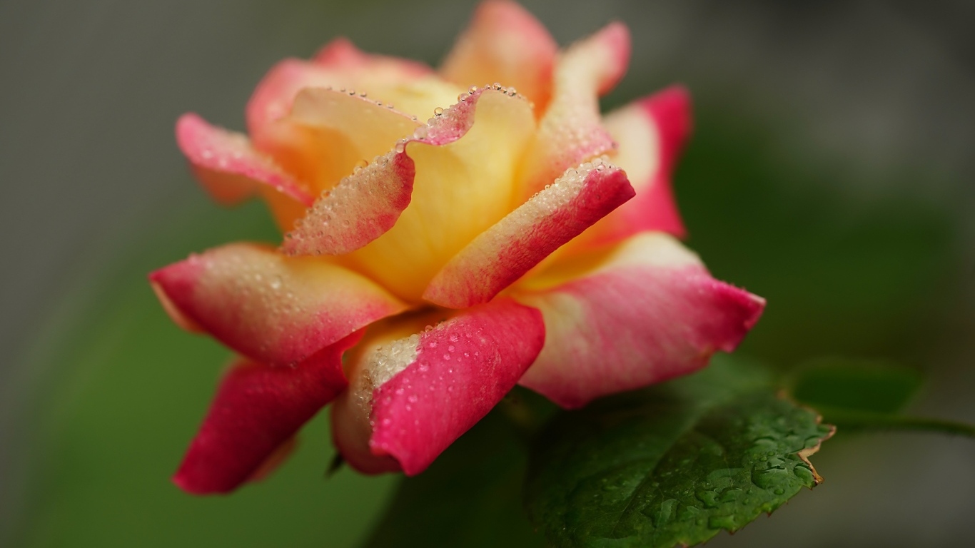 Красивая роза в каплях росы утром