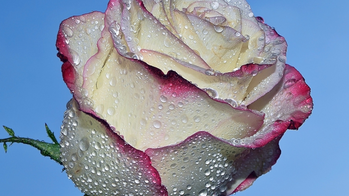 Красивая роза в каплях росы на голубом фоне