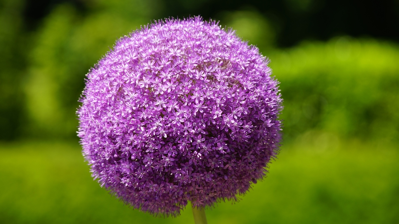 Красивый шаровидный цветок аллиум