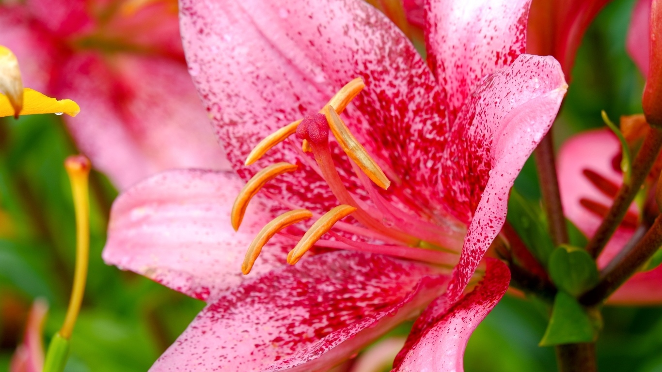 Красивая пятнистая розовая лилия крупным планом