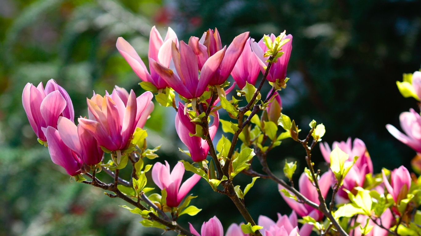 Красивые весенние ветки с цветами магнолии