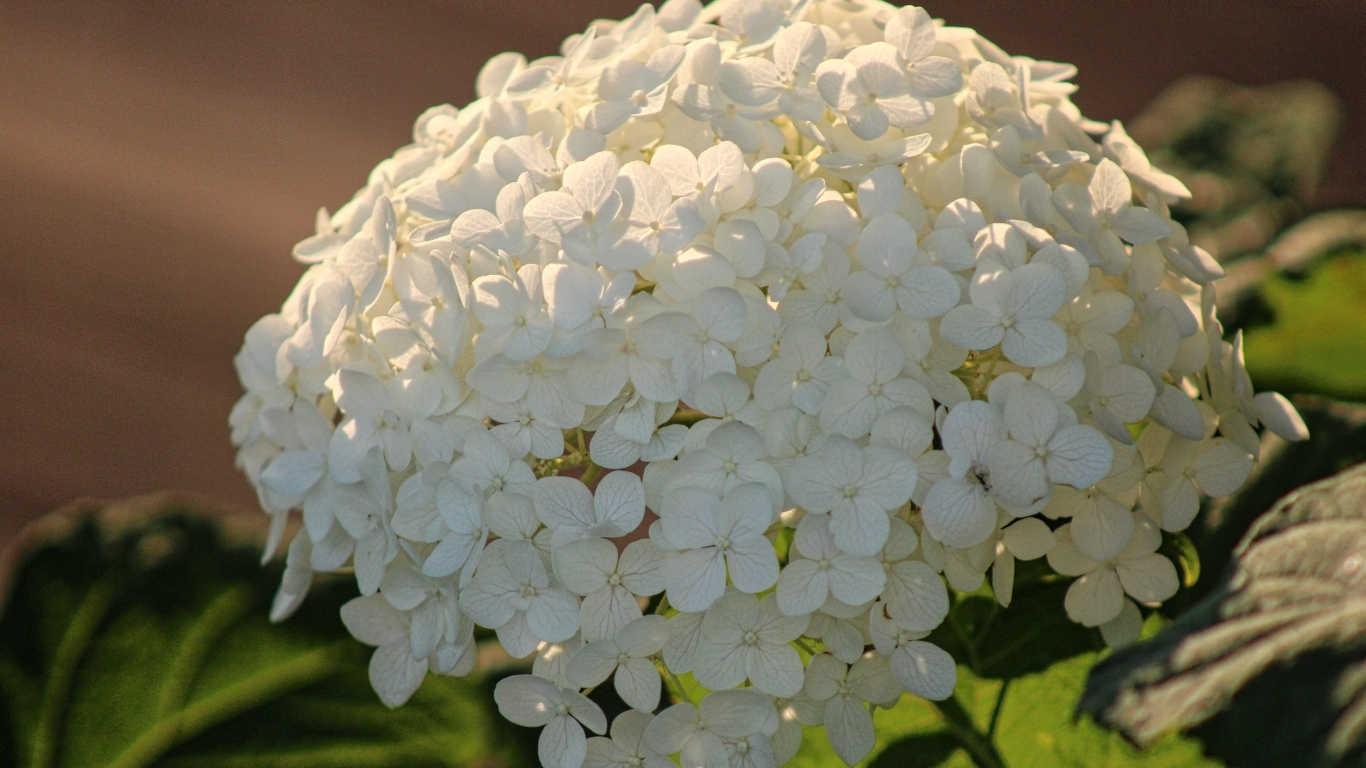 Красивый белый большой цветок гортензии