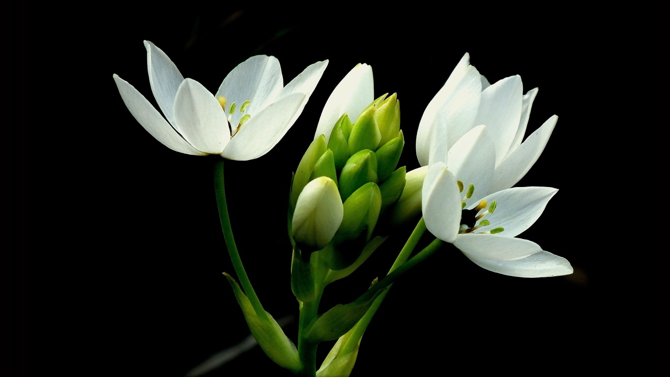 Красивый белый цветок лилии на черном фоне