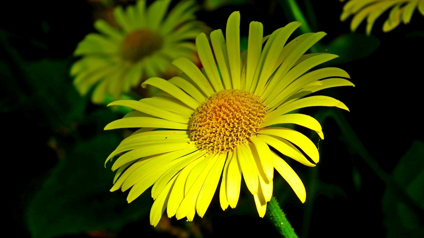 Красивые желтые ромашки вблизи