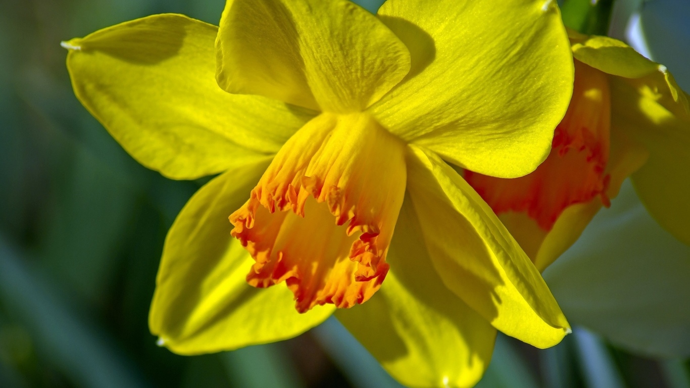 Красивый желтый цветок нарцисса крупным планом