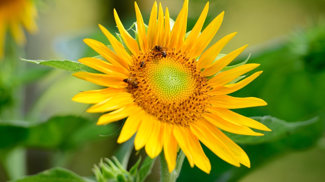 Пчелы опыляют большой желтый подсолнух