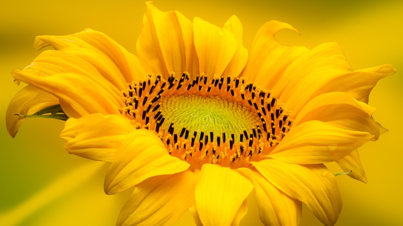 Большой красивый желтый подсолнух крупным планом