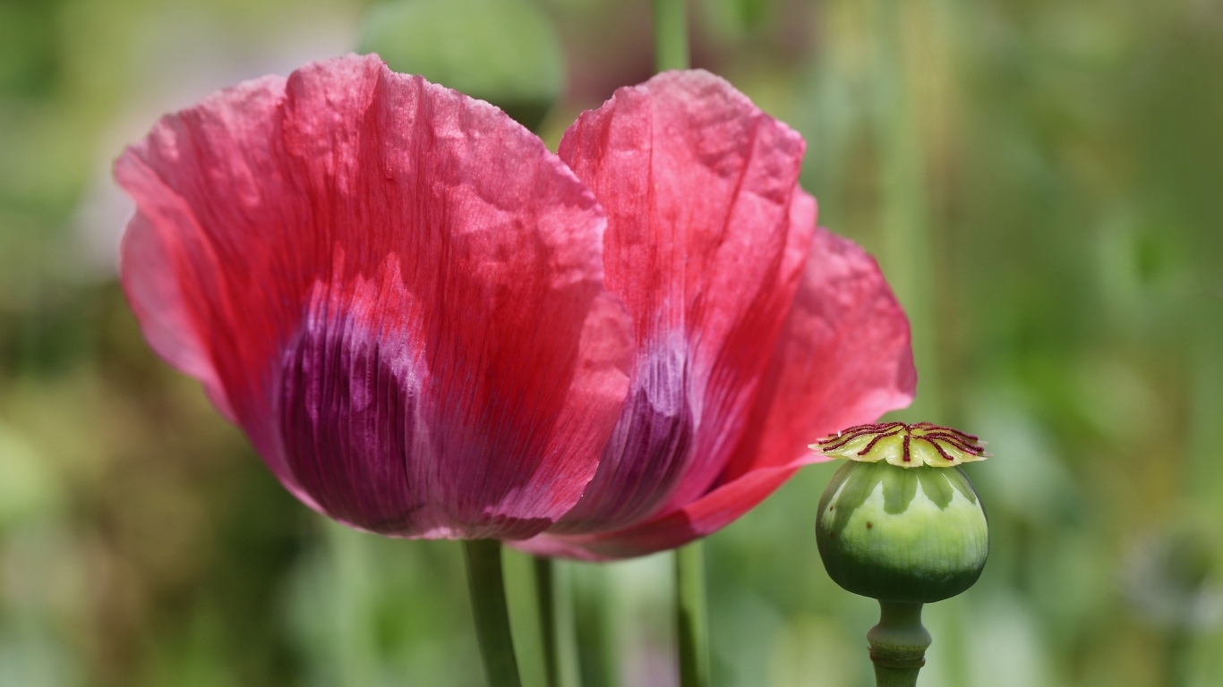 Большой красный мак крупным планом