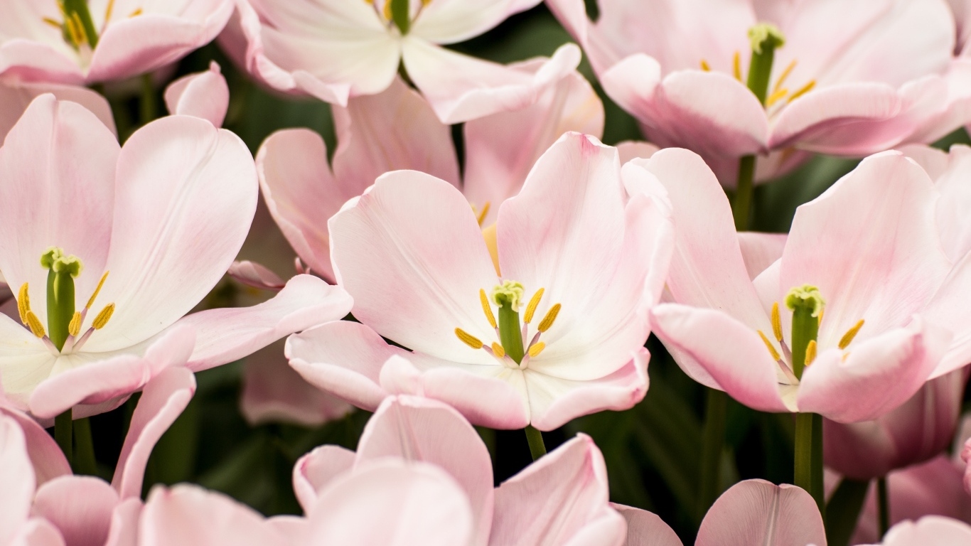Распустившиеся цветы розовых тюльпанов