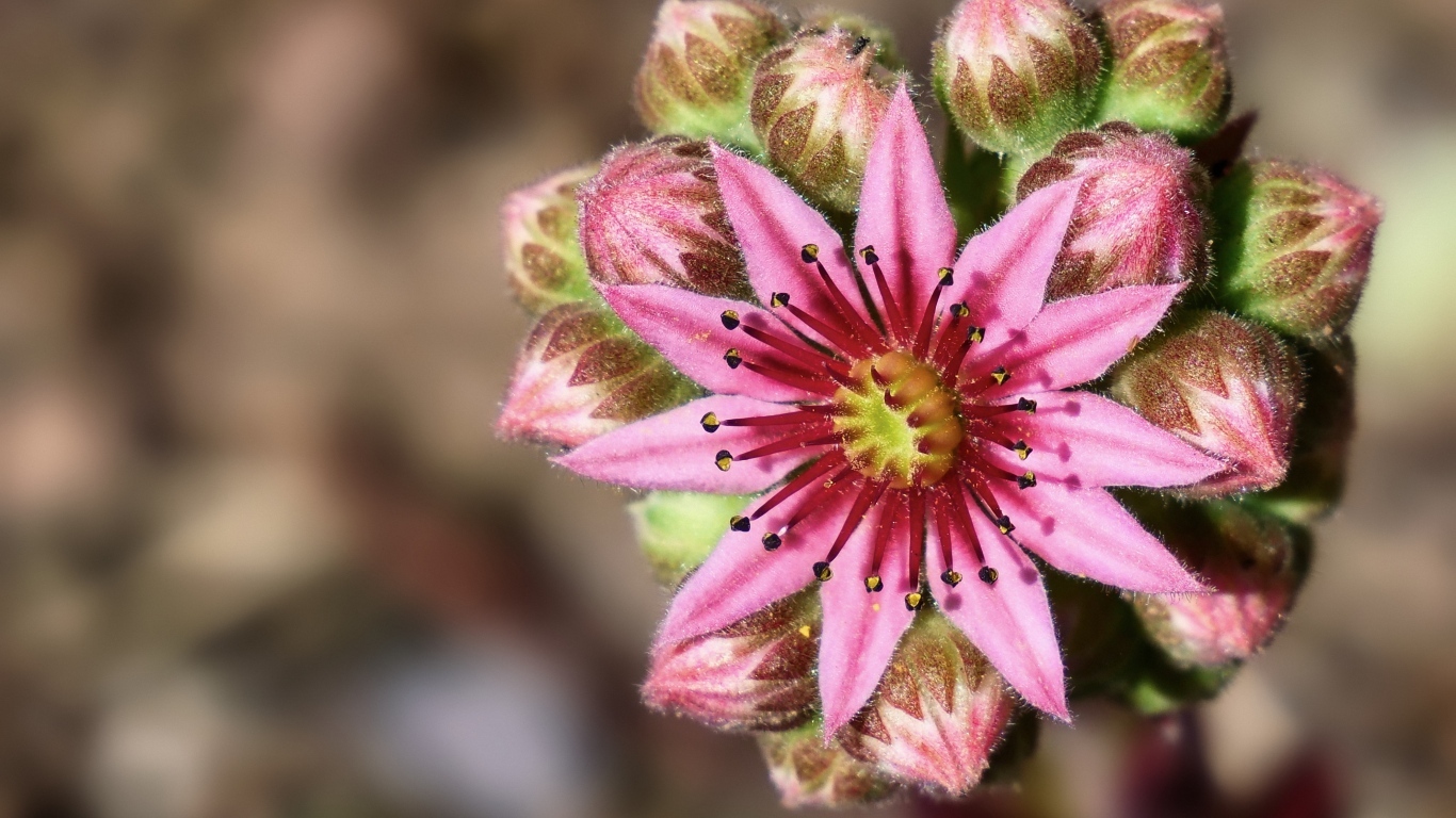 Цветущий розовый цветок молодило 